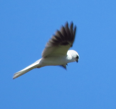 White-tailed Kite Galverston SP 3_18_2014